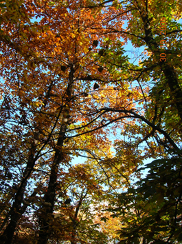 Scorci d''autunno